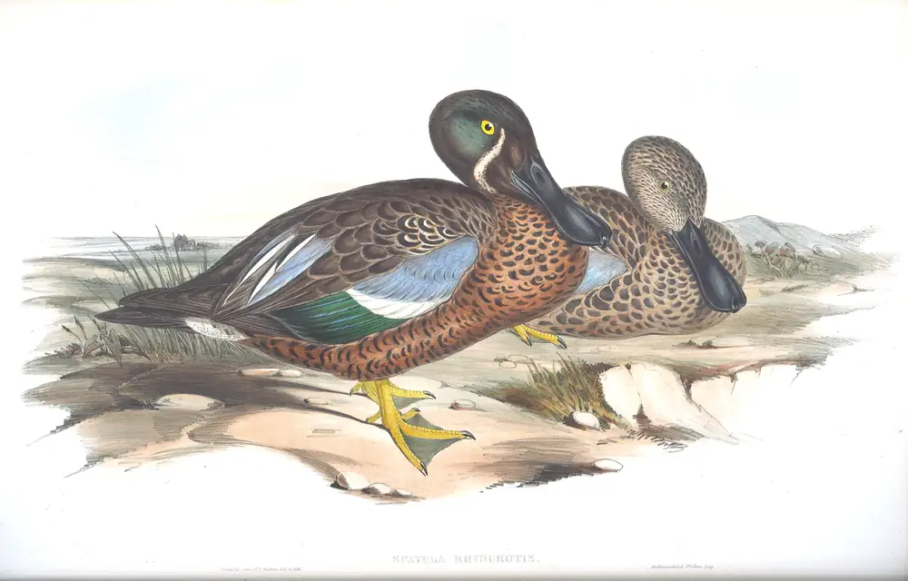 The whole sheet of volume VII, plate 12, with its engraved caption
