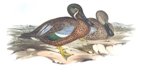 Volume VII, plate 12 of Gould's The Birds of Australia: Australasian Shoveler (Spatula rhynchotis)