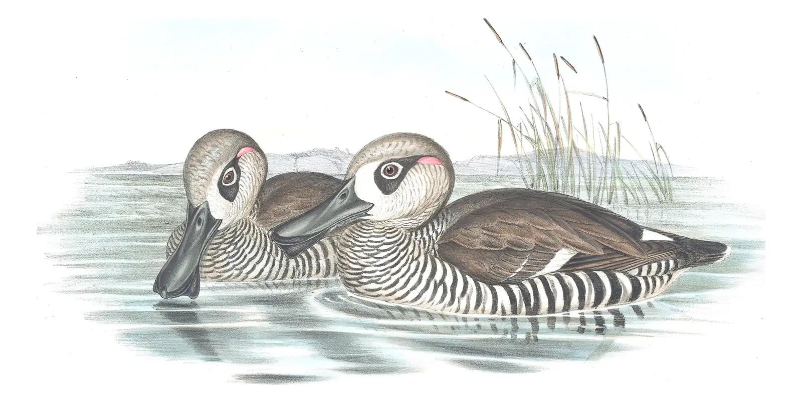Volume VII, plate 13 of Gould's The Birds of Australia: Pink-eared Duck (Malacorhynchus membranaceus)