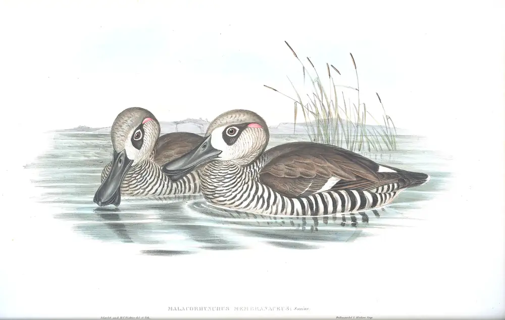 The whole sheet of volume VII, plate 13, with its engraved caption