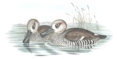 Volume VII, plate 13 of Gould's The Birds of Australia: Pink-eared Duck (Malacorhynchus membranaceus)