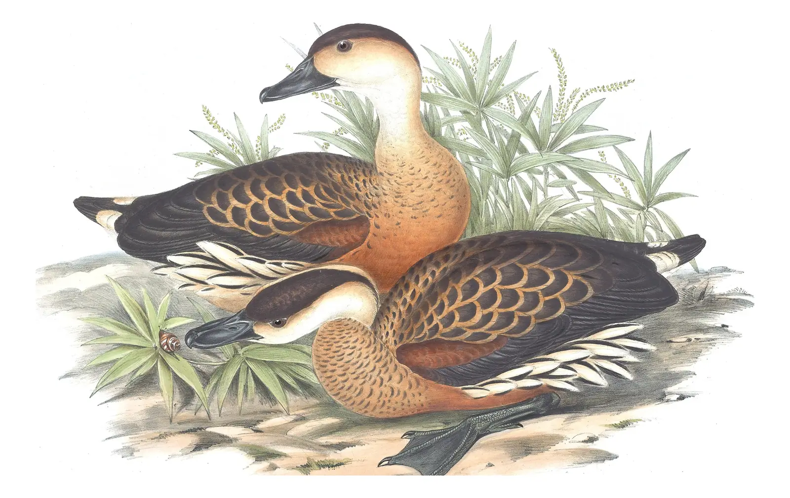 Volume VII, plate 14 of Gould's The Birds of Australia: Wandering Whistling-Duck (Dendrocygna arcuata)