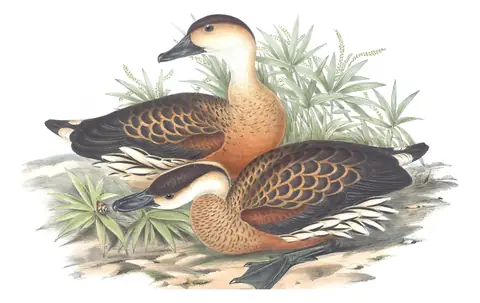 Volume VII, plate 14 of Gould's The Birds of Australia: Wandering Whistling-Duck (Dendrocygna arcuata)