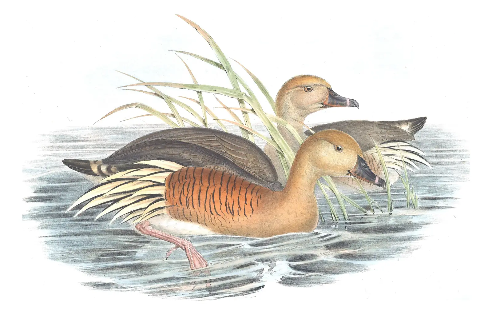 Volume VII, plate 15 of Gould's The Birds of Australia: Plumed Whistling-Duck (Dendrocygna eytoni)