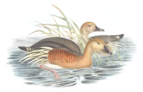Volume VII, plate 15 of Gould's The Birds of Australia: Plumed Whistling-Duck (Dendrocygna eytoni)