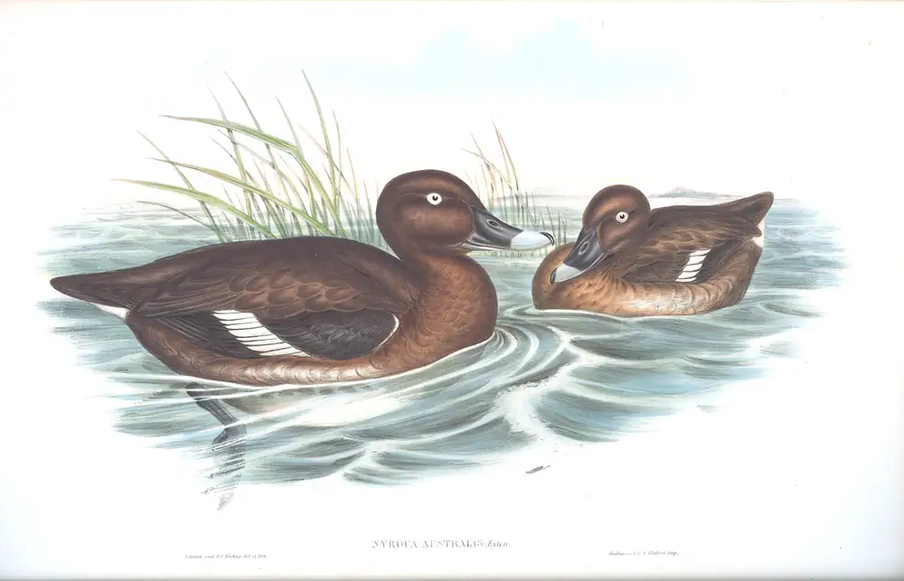 The whole sheet of volume VII, plate 16, with its engraved caption