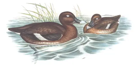 Volume VII, plate 16 of Gould's The Birds of Australia: Hardhead (Aythya australis)