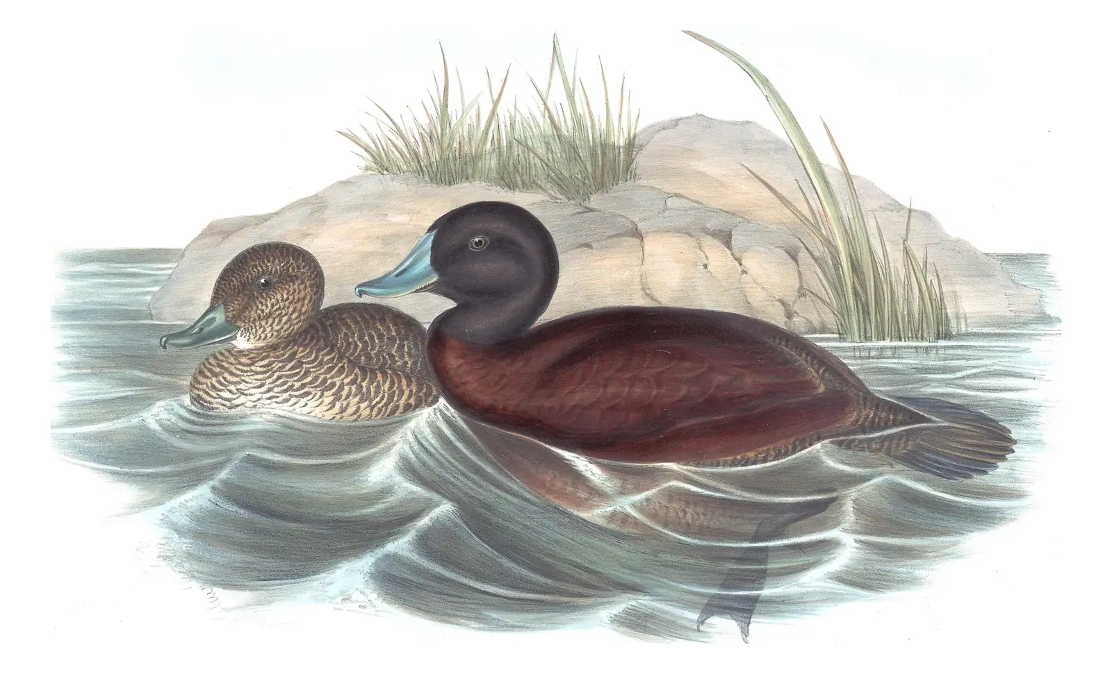 Volume VII, plate 17 of Gould's The Birds of Australia: Blue-billed Duck (Oxyura australis)