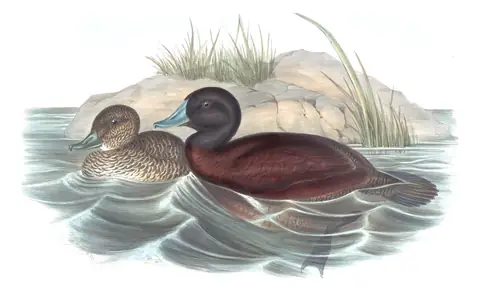 Volume VII, plate 17 of Gould's The Birds of Australia: Blue-billed Duck (Oxyura australis)