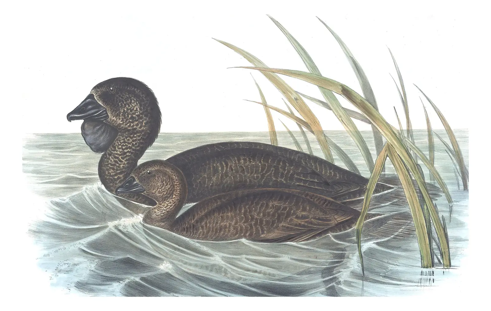 Volume VII, plate 18 of Gould's The Birds of Australia: Musk Duck (Biziura lobata)