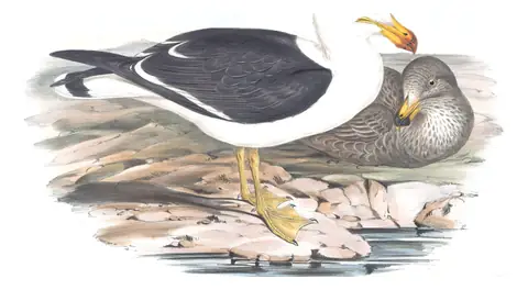 Volume VII, plate 19 of Gould's The Birds of Australia: Pacific Gull (Larus pacificus)