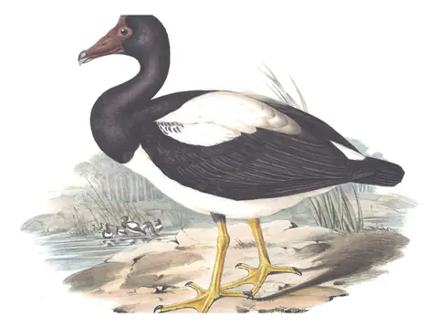 Volume VII, plate 2 of Gould's The Birds of Australia: Magpie Goose (Anseranas semipalmata)