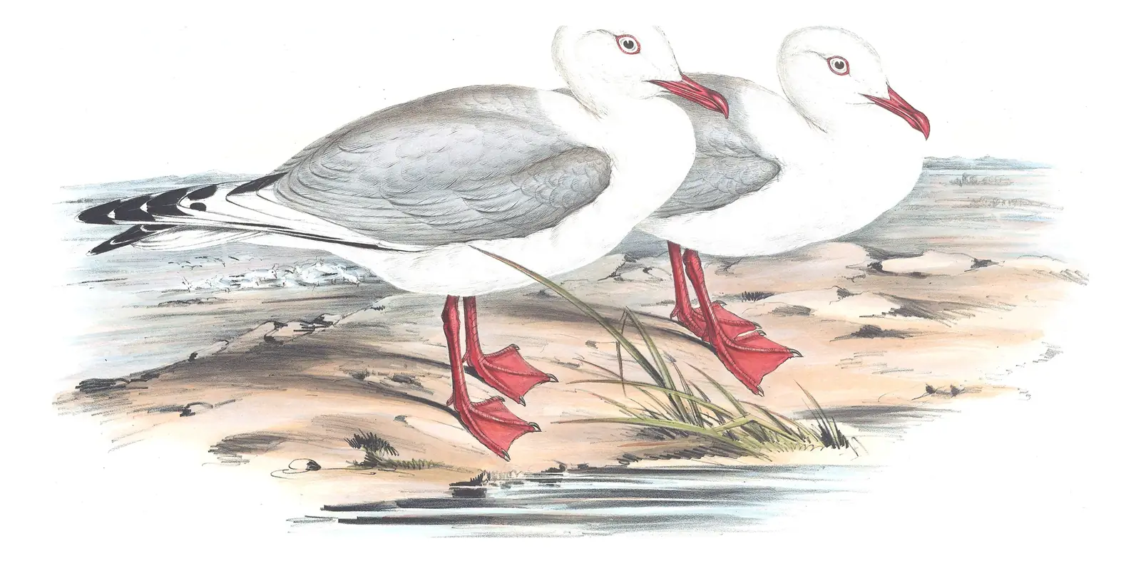 Volume VII, plate 20 of Gould's The Birds of Australia: Silver Gull (Chroicocephalus novaehollandiae)