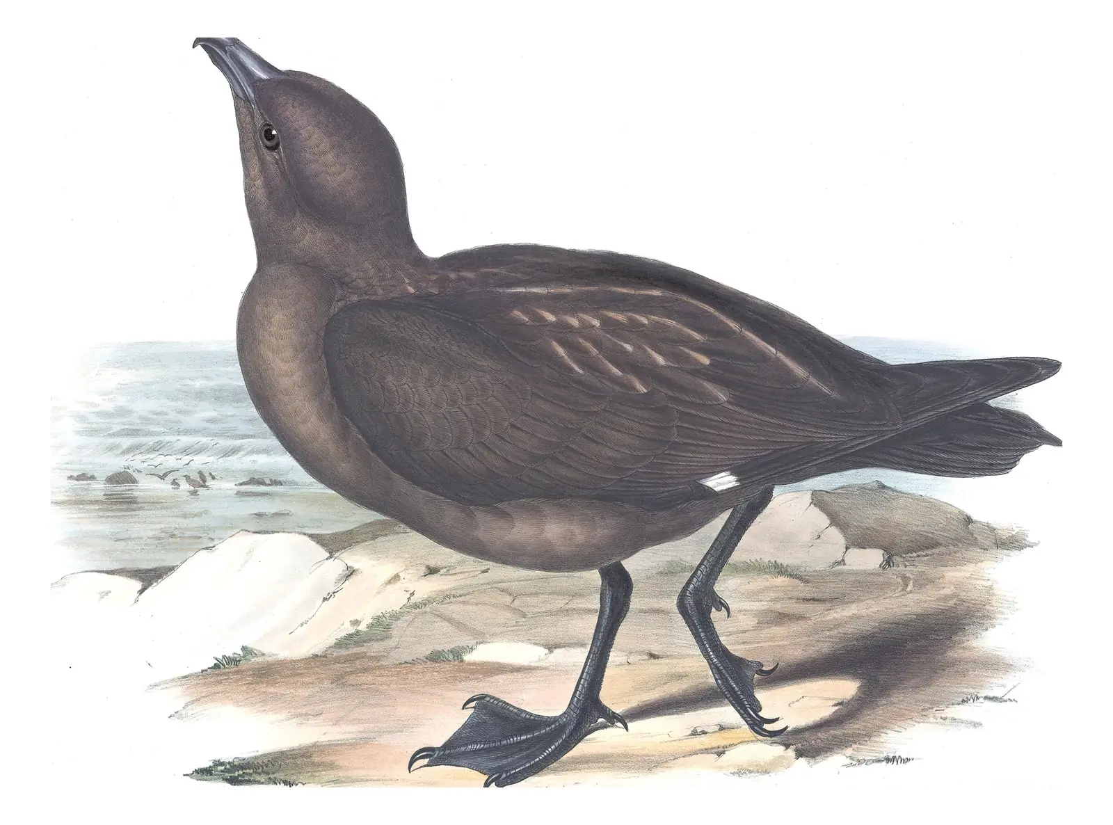 Volume VII, plate 21 of Gould's The Birds of Australia: Brown Skua (Stercorarius antarcticus)