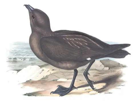 Volume VII, plate 21 of Gould's The Birds of Australia: Brown Skua (Stercorarius antarcticus)