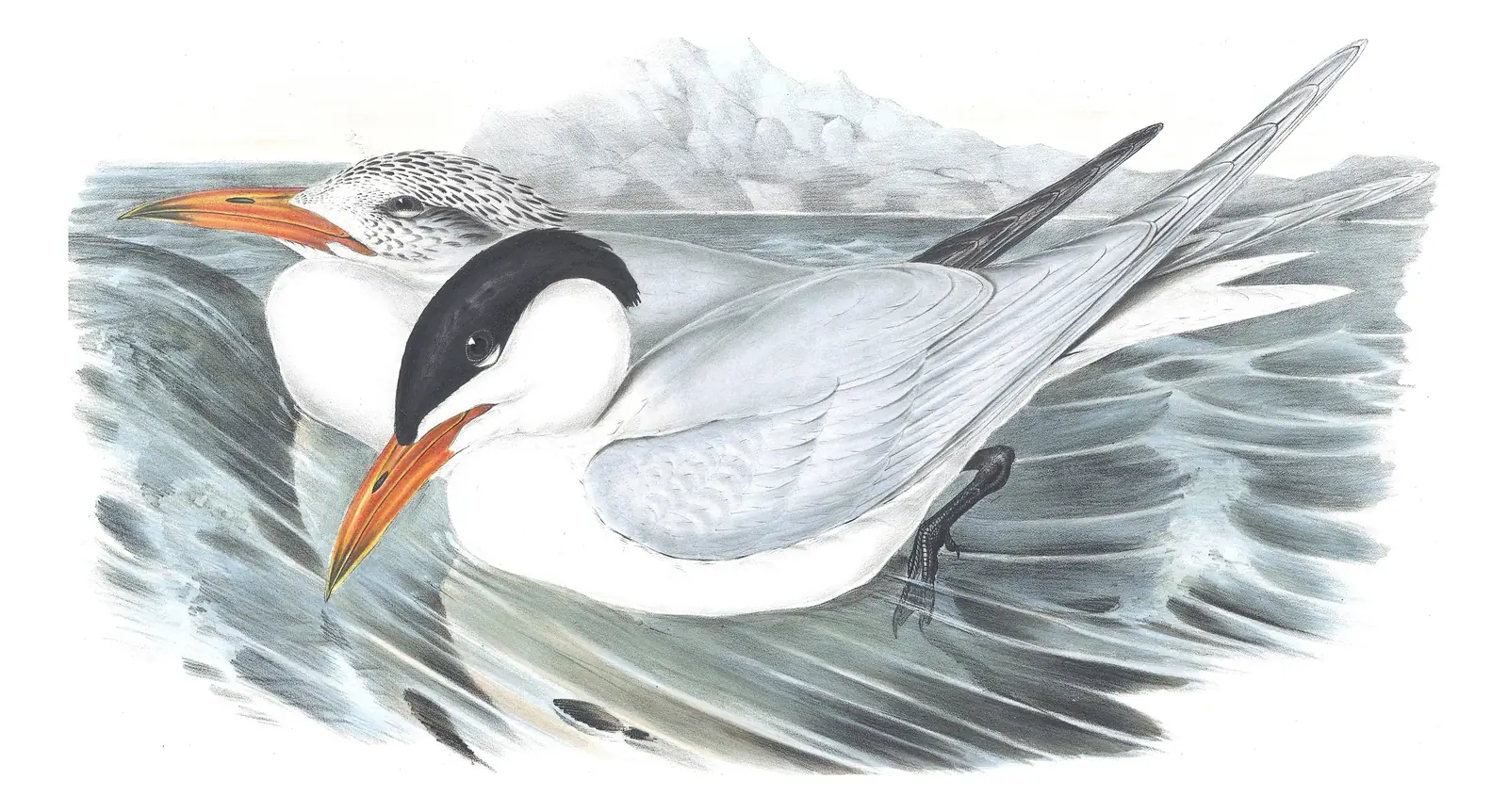 Volume VII, plate 22 of Gould's The Birds of Australia: Caspian Tern (Hydroprogne caspia)