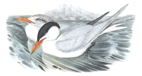 Volume VII, plate 22 of Gould's The Birds of Australia: Caspian Tern (Hydroprogne caspia)