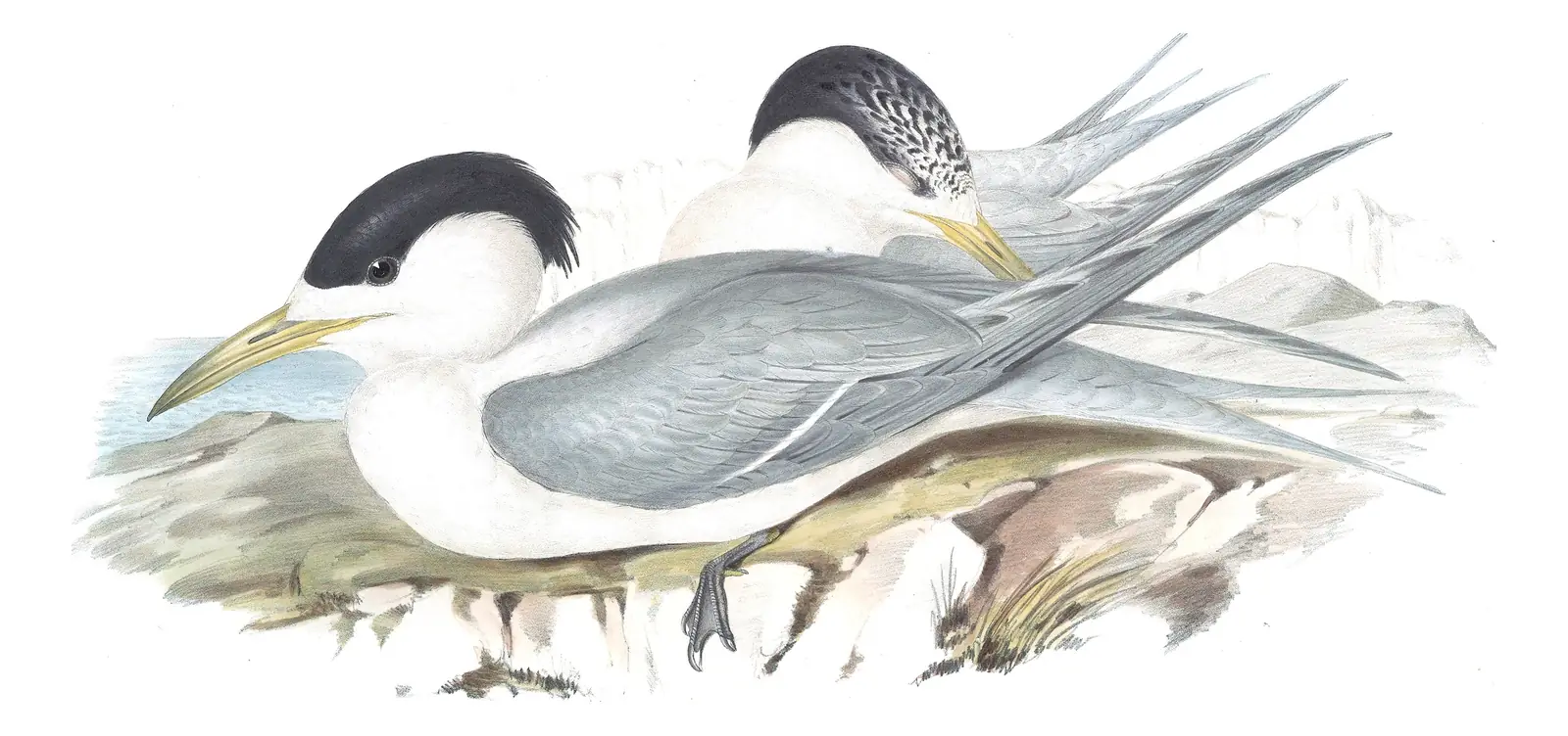 Volume VII, plate 23 of Gould's The Birds of Australia: Great Crested Tern (Thalasseus bergii)