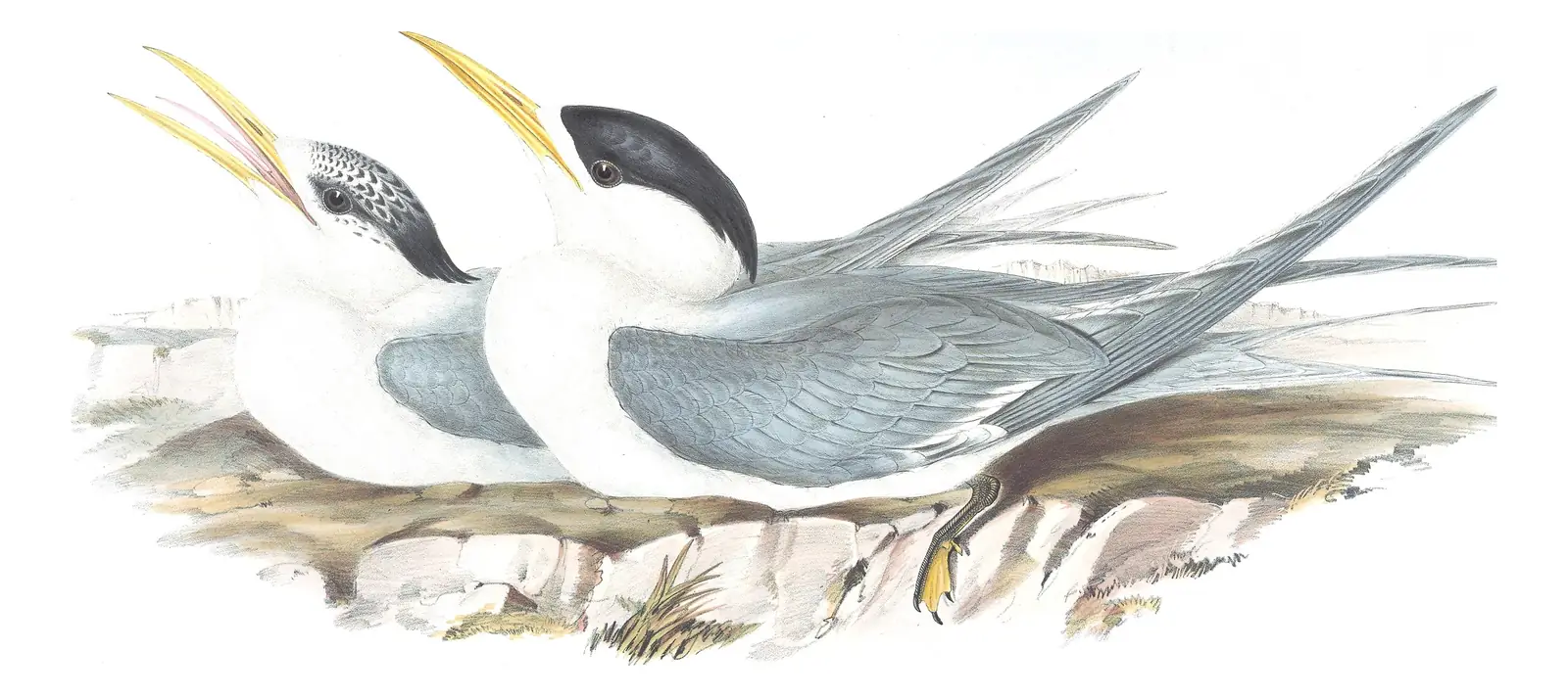 Volume VII, plate 24 of Gould's The Birds of Australia: Great Crested Tern (Thalasseus bergii)