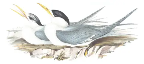 Volume VII, plate 24 of Gould's The Birds of Australia: Great Crested Tern (Thalasseus bergii)