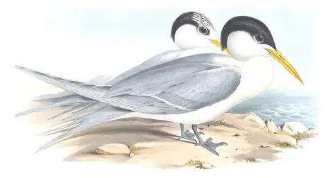 Volume VII, plate 25 of Gould's The Birds of Australia: Lesser Crested Tern (Thalasseus bengalensis)