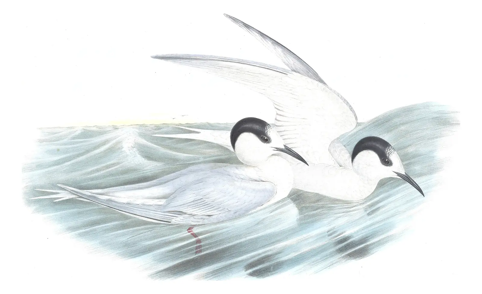 Volume VII, plate 26 of Gould's The Birds of Australia: White-fronted Tern (Sterna striata)