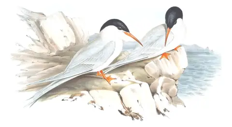 Volume VII, plate 27 of Gould's The Birds of Australia: Roseate Tern (Sterna dougallii)