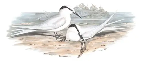 Volume VII, plate 28 of Gould's The Birds of Australia: Black-naped Tern (Sterna sumatrana)