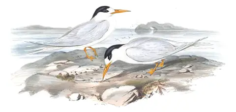 Volume VII, plate 29 of Gould's The Birds of Australia: Australian Fairy Tern (Sternula nereis)