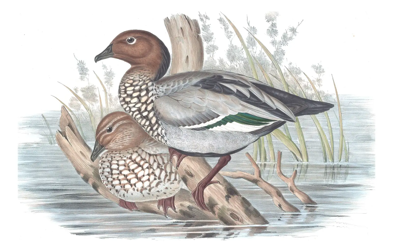 Volume VII, plate 3 of Gould's The Birds of Australia: Maned Duck (Chenonetta jubata)