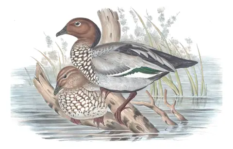 Volume VII, plate 3 of Gould's The Birds of Australia: Maned Duck (Chenonetta jubata)
