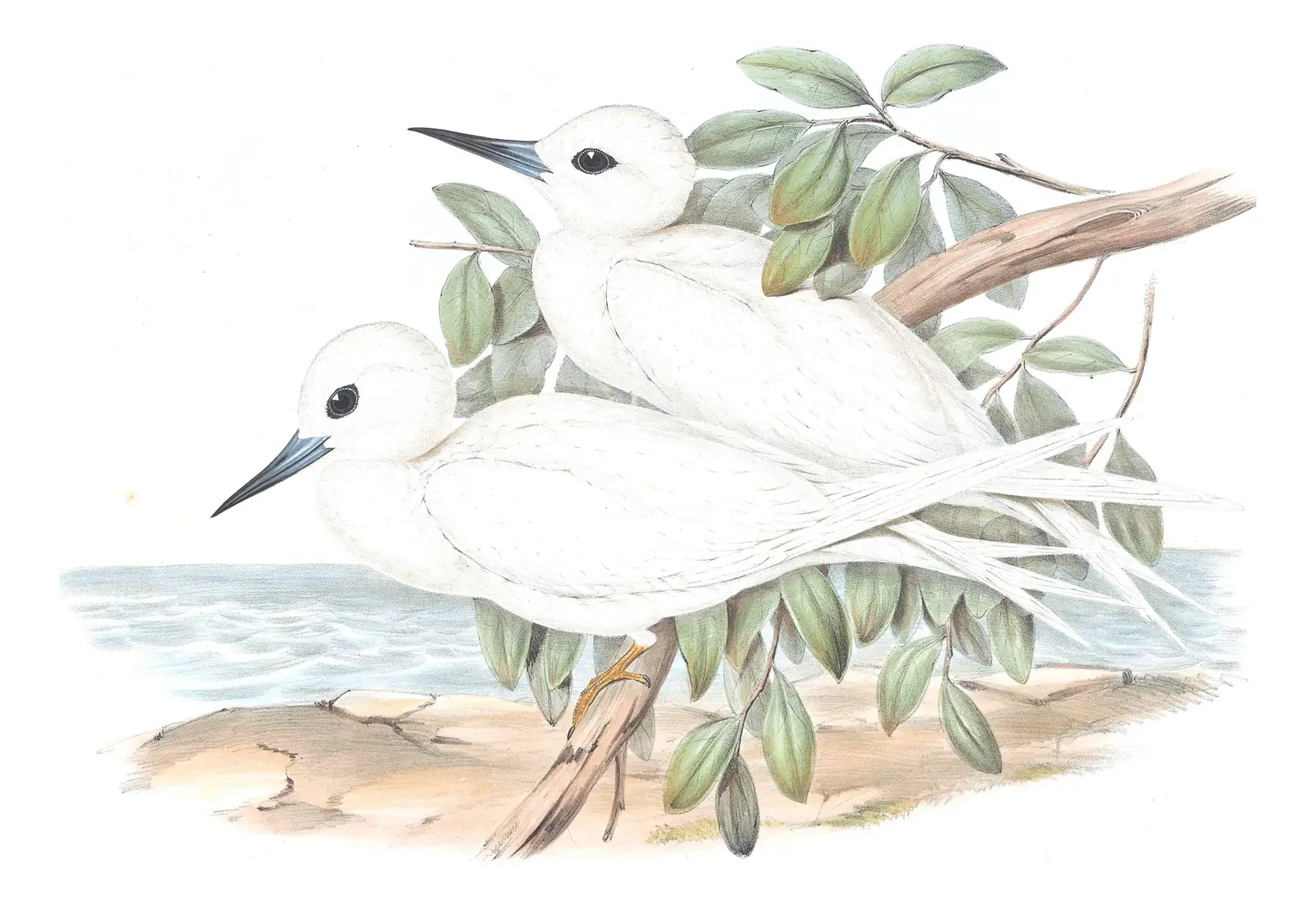 Volume VII, plate 30 of Gould's The Birds of Australia: Blue-billed White-Tern (Gygis candida)