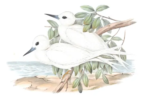 Volume VII, plate 30 of Gould's The Birds of Australia: Blue-billed White-Tern (Gygis candida)