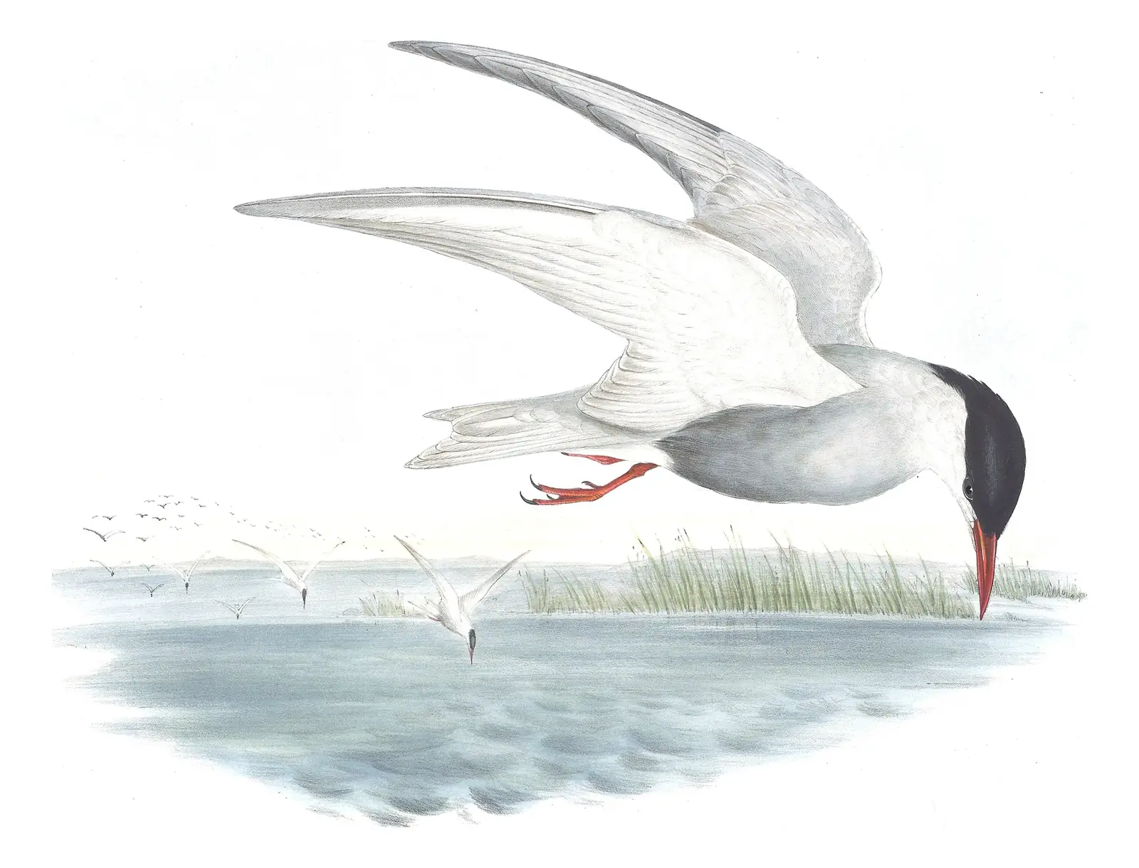 Volume VII, plate 31 of Gould's The Birds of Australia: Whiskered Tern (Chlidonias hybrida)