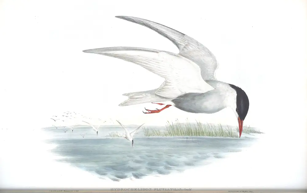 The whole sheet of volume VII, plate 31, with its engraved caption