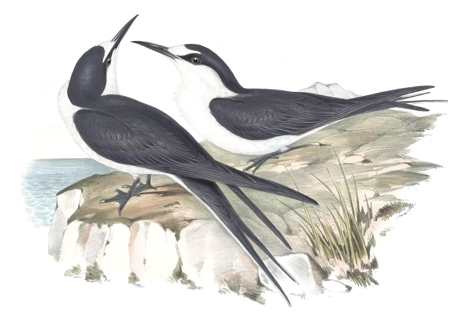 Volume VII, plate 32 of Gould's The Birds of Australia: Sooty Tern (Onychoprion fuscatus)