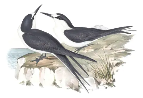 Volume VII, plate 32 of Gould's The Birds of Australia: Sooty Tern (Onychoprion fuscatus)