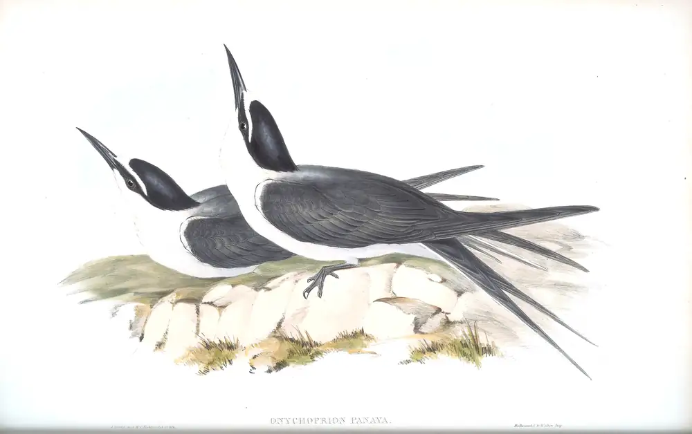 The whole sheet of volume VII, plate 33, with its engraved caption