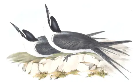 Volume VII, plate 33 of Gould's The Birds of Australia: Bridled Tern (Onychoprion anaethetus)