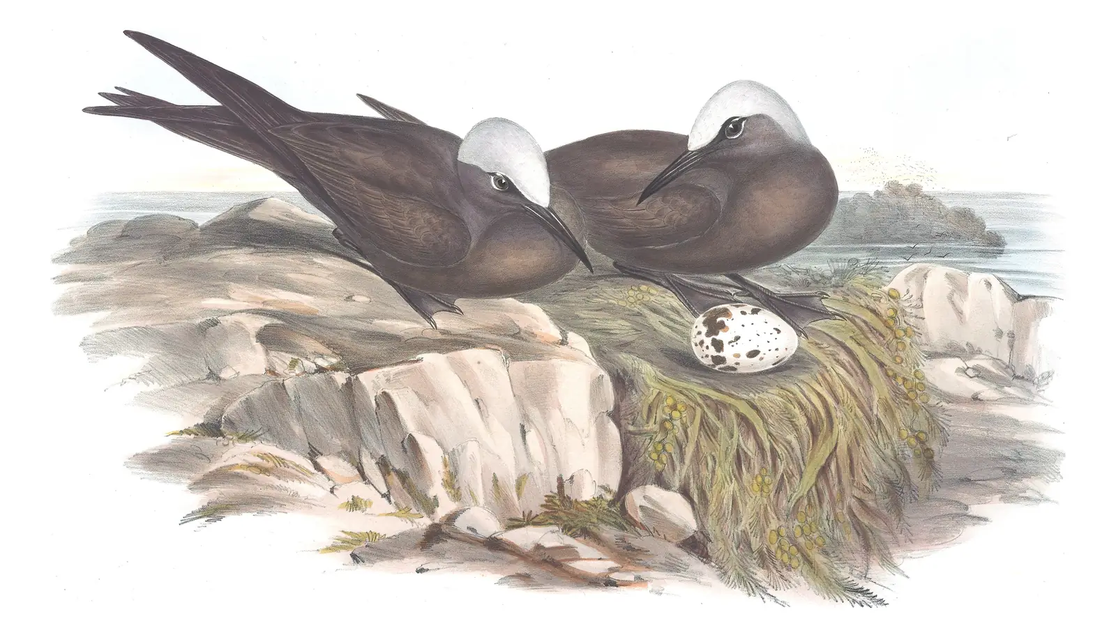 Volume VII, plate 34 of Gould's The Birds of Australia: Brown Noddy (Anous stolidus)