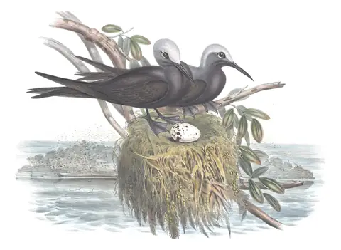 Volume VII, plate 35 of Gould's The Birds of Australia: Lesser Noddy (Anous tenuirostris)