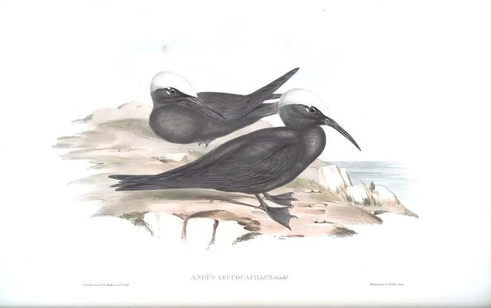 The whole sheet of volume VII, plate 36, with its engraved caption