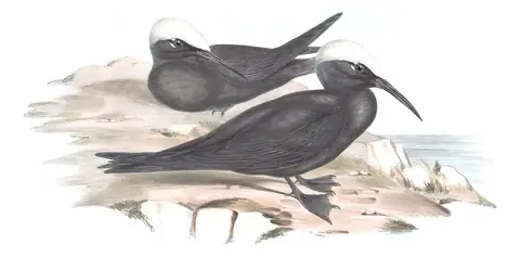 Volume VII, plate 36 of Gould's The Birds of Australia: Black Noddy (Anous minutus)