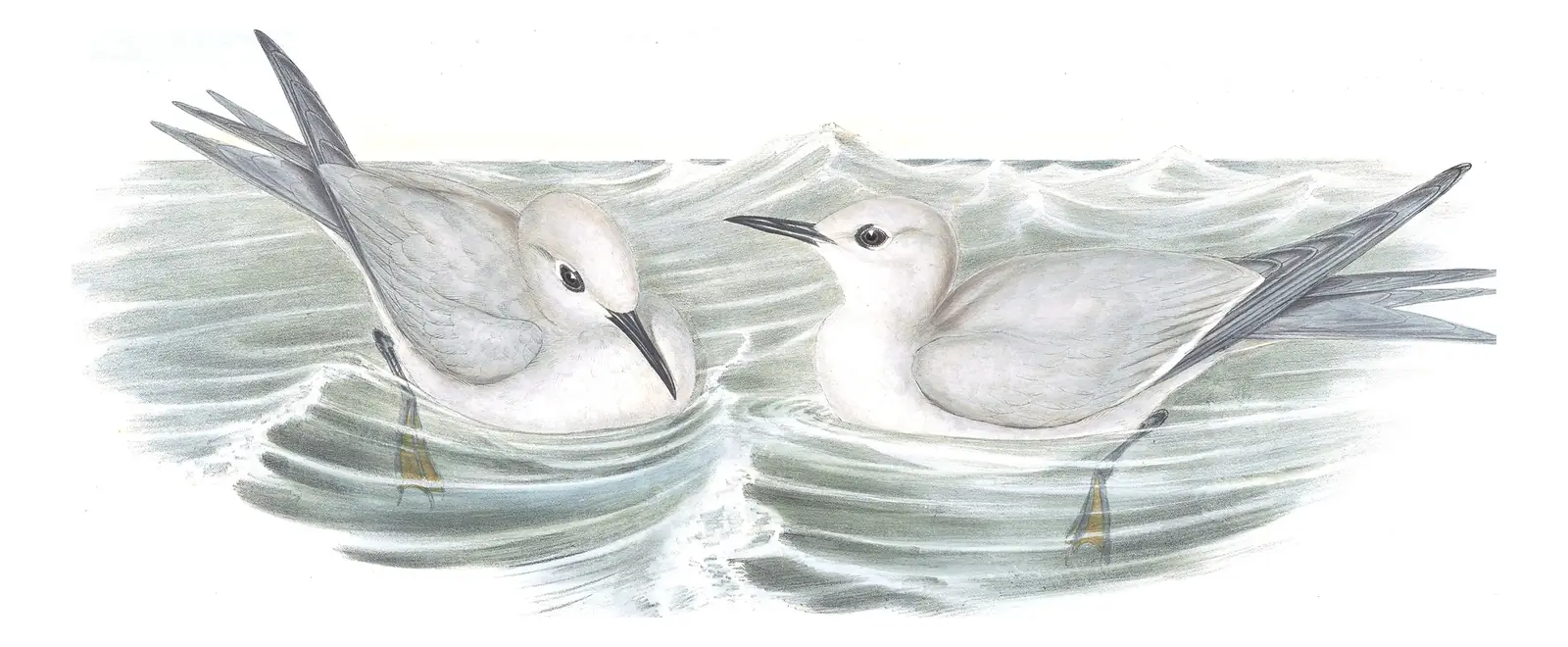 Volume VII, plate 37 of Gould's The Birds of Australia: Gray Noddy (Anous albivitta)