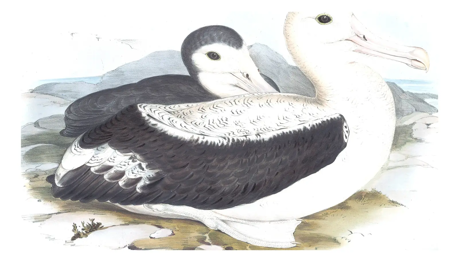 Volume VII, plate 38 of Gould's The Birds of Australia: Snowy Albatross (Diomedea exulans)