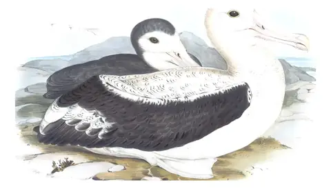 Volume VII, plate 38 of Gould's The Birds of Australia: Snowy Albatross (Diomedea exulans)