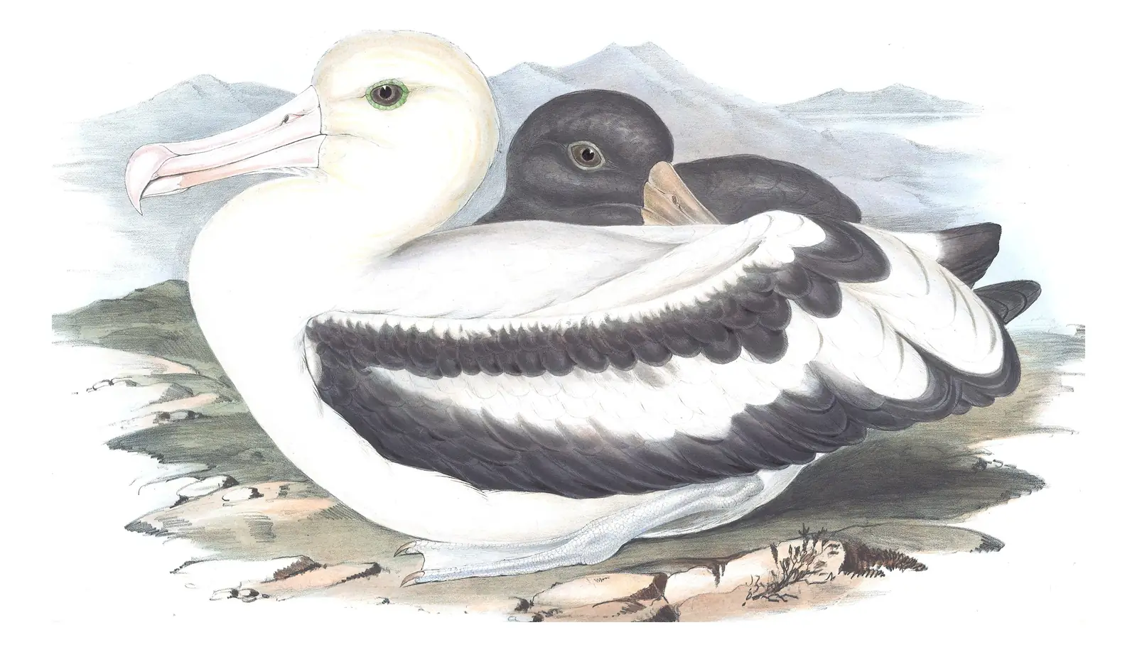 Volume VII, plate 39 of Gould's The Birds of Australia: Short-tailed Albatross (Phoebastria albatrus)