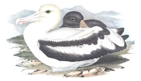 Volume VII, plate 39 of Gould's The Birds of Australia: Short-tailed Albatross (Phoebastria albatrus)