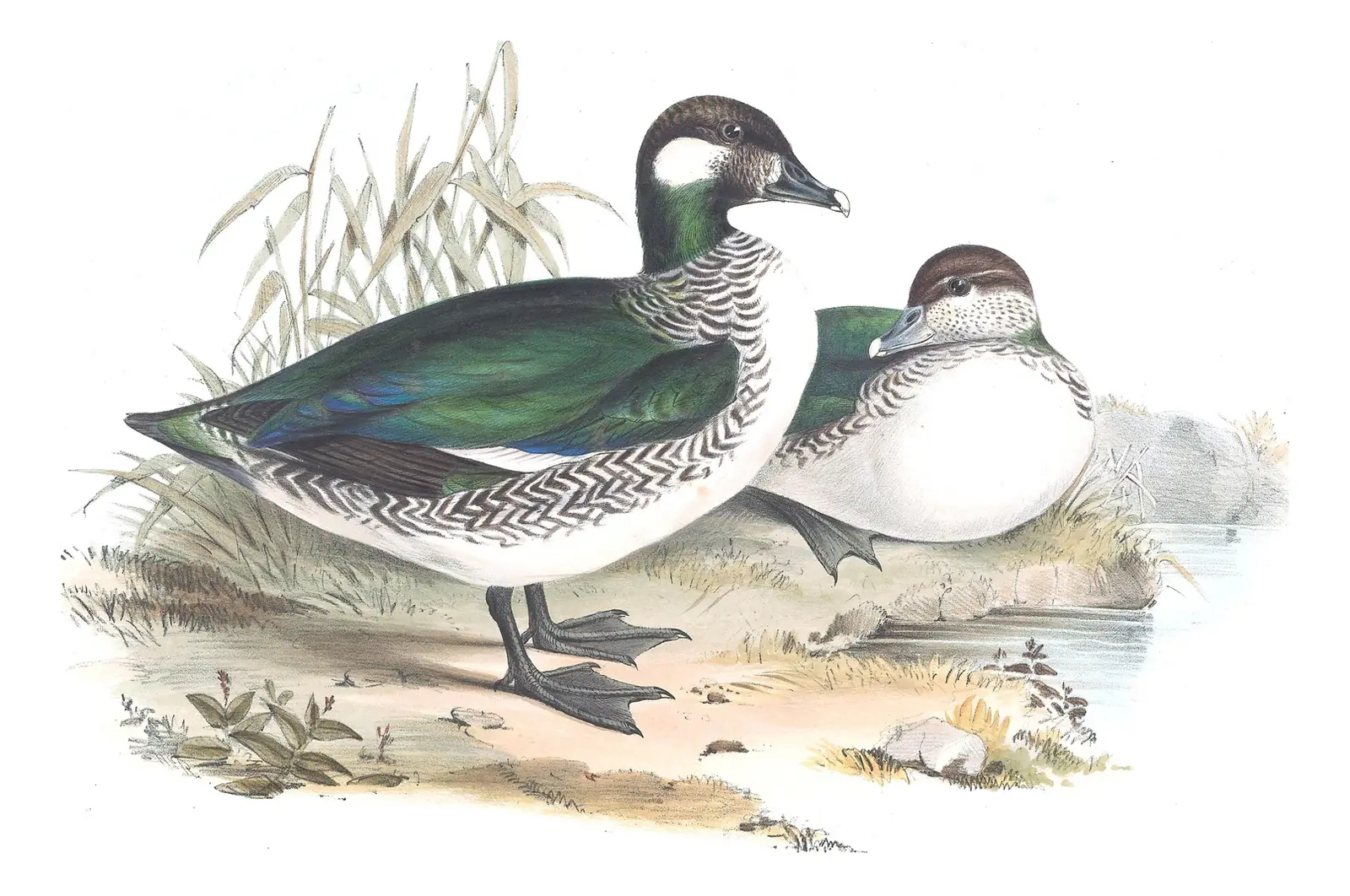 Volume VII, plate 4 of Gould's The Birds of Australia: Green Pygmy-Goose (Nettapus pulchellus)