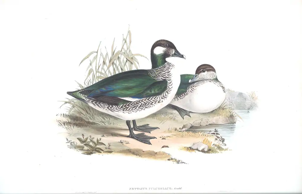 The whole sheet of volume VII, plate 4, with its engraved caption